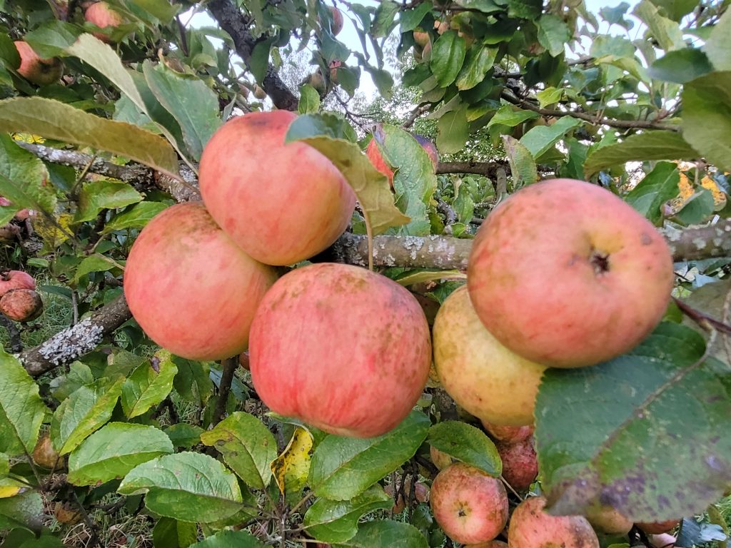 Apfel "Freiherr von Berlepsch"