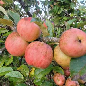 Apfel "Freiherr von Berlepsch"