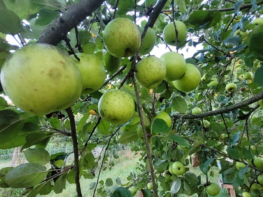 Apfel "Gelber Batullenapfel"