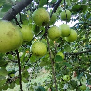 Apfel "Gelber Batullenapfel"