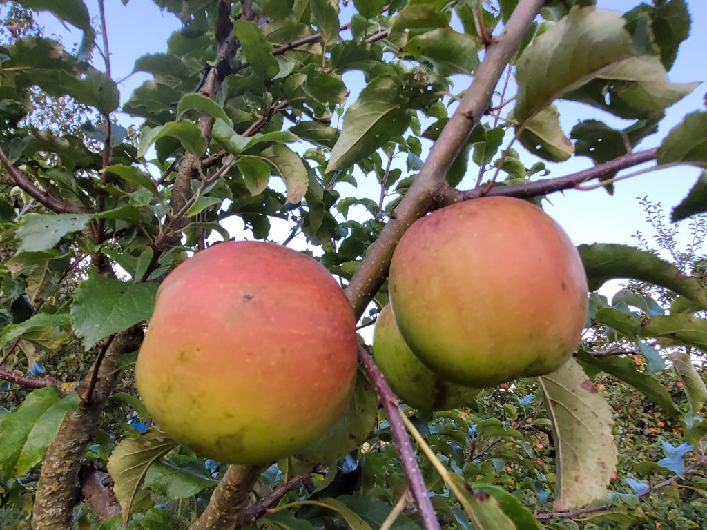 Apfel "Gelber Bellefleur"