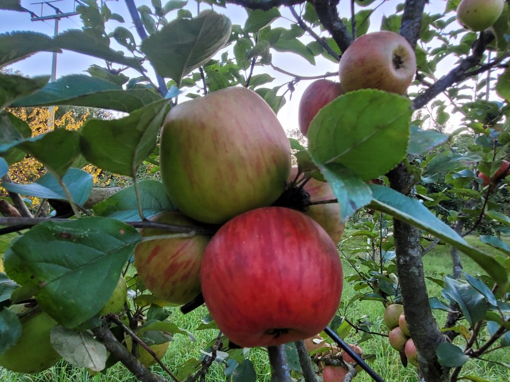 Apfel "Goldparmäne"