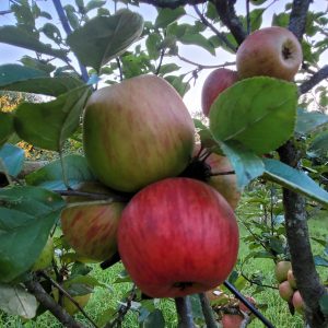 Apfel "Goldparmäne"
