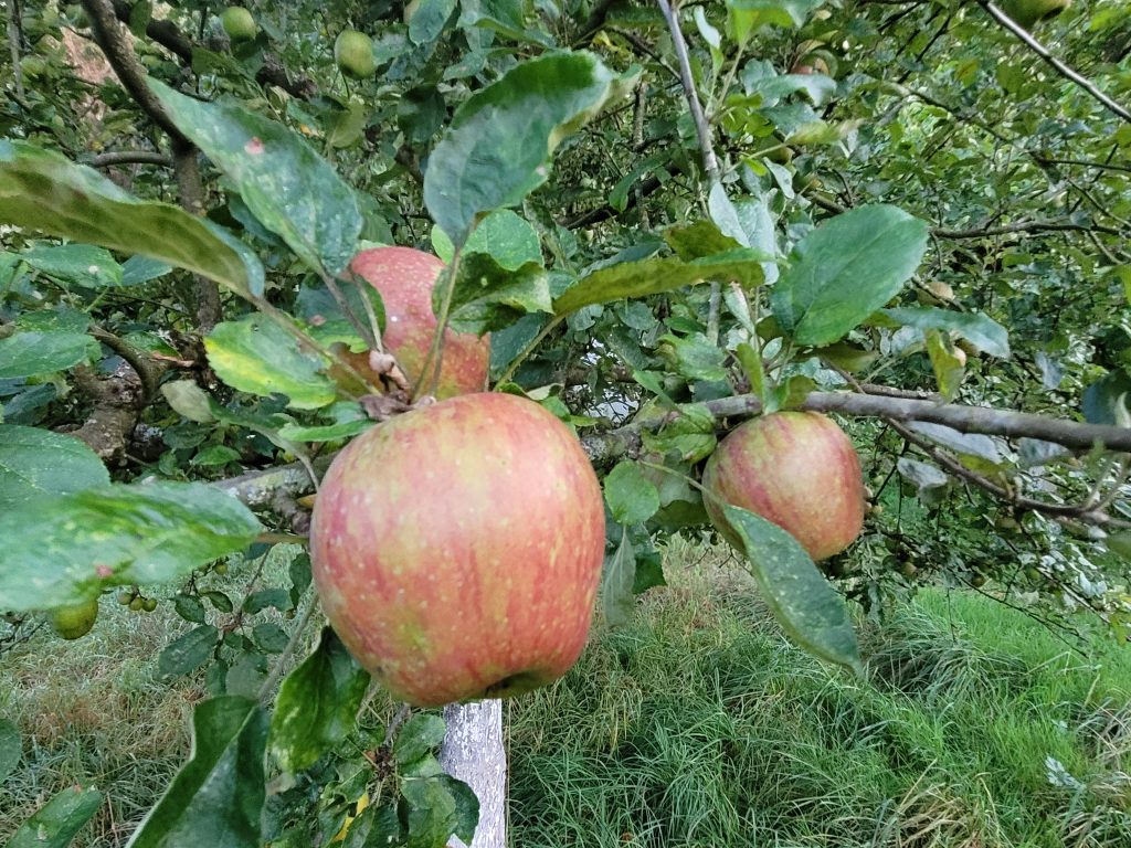 Apfel "Gustav Dauerapfel"