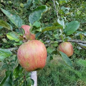 Apfel "Gustav Dauerapfel"