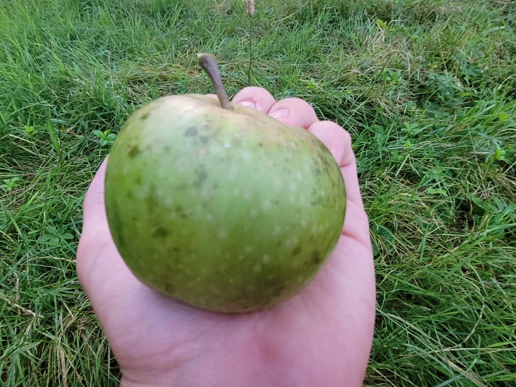 Apfel "Himbacher Grüner"