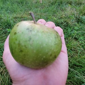 Apfel "Himbacher Grüner"