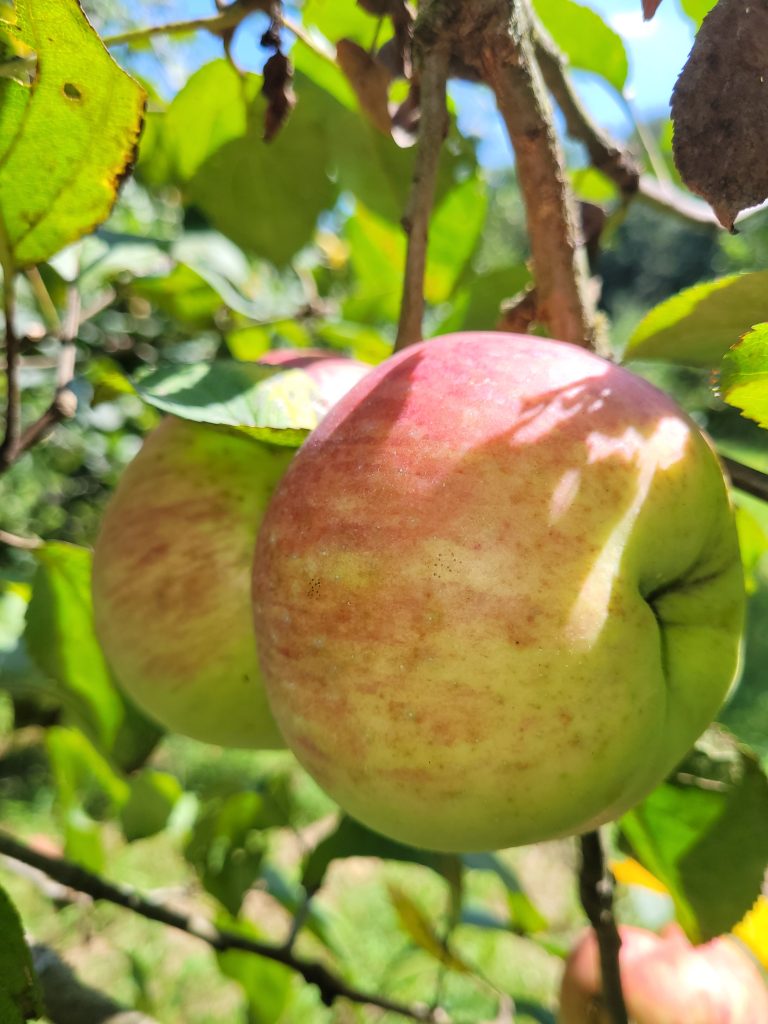 Apfel "Jakob Fischer"