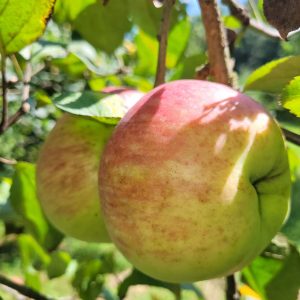 Apfel "Jakob Fischer"