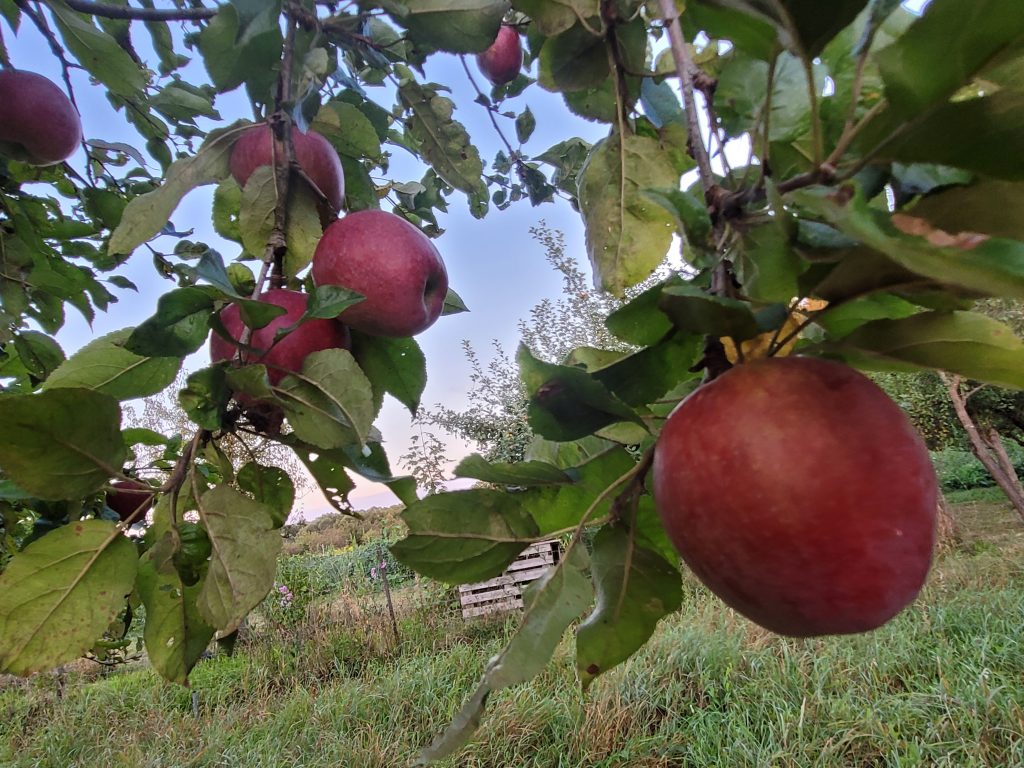 Apfel "Oberländer Himbeerapfel"