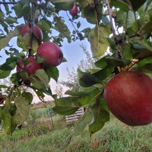 Apfel "Oberländer Himbeerapfel"