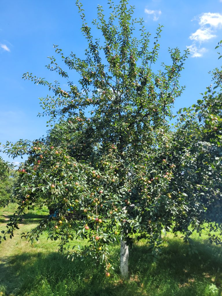 Apfel "Öhringer Blutstreifling"