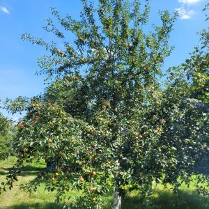 Apfel "Öhringer Blutstreifling"