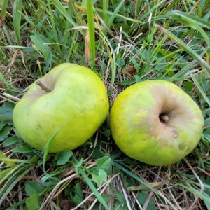 Apfel "Pojnik/ Poinik"