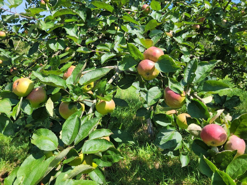 Apfel "Roter Bellefleur"