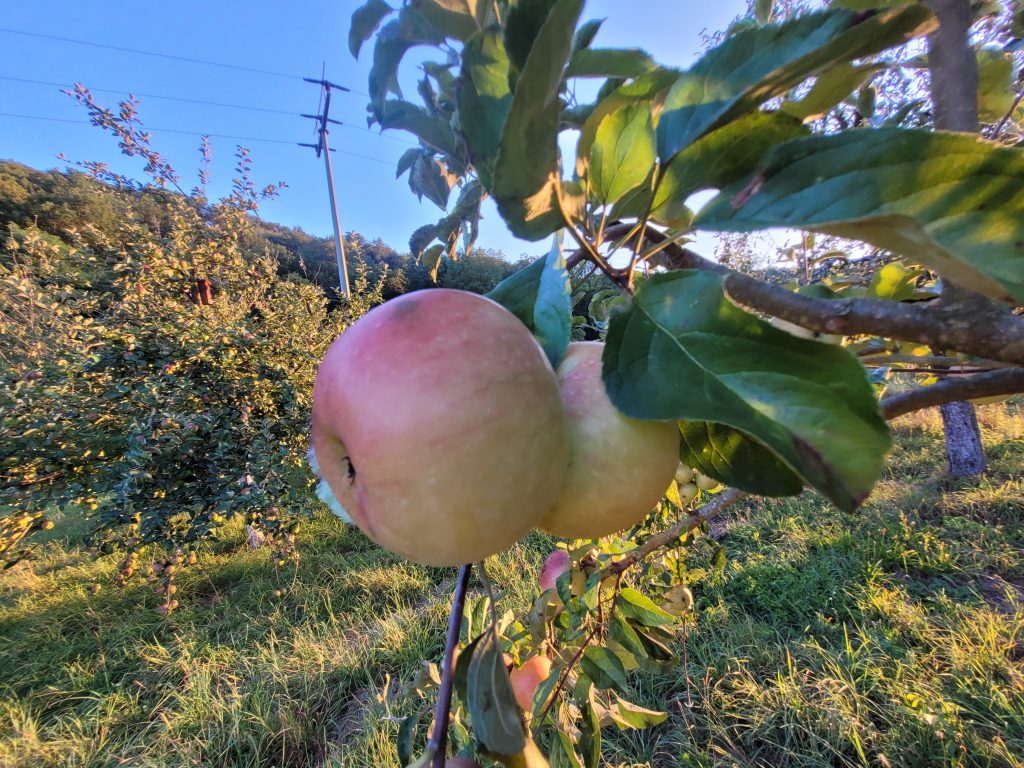 Apfel "Schweizer Orangenapfel"