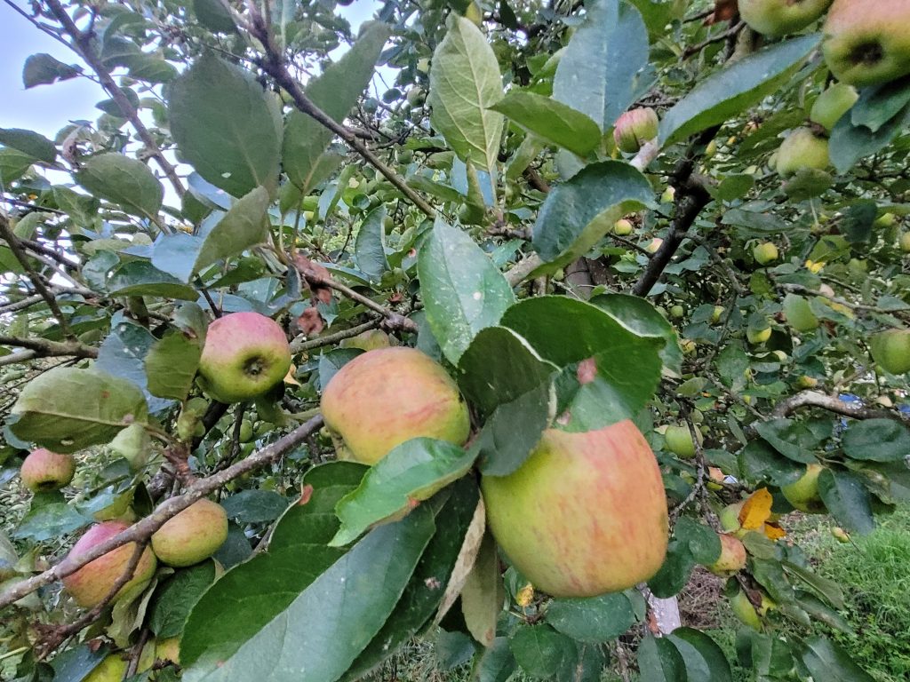 Apfel "Weißer Matapfel"