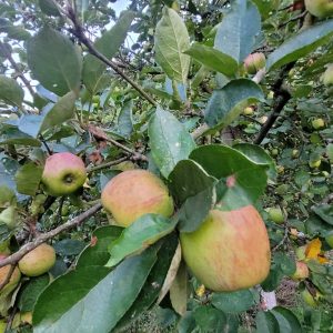 Apfel "Weißer Matapfel"