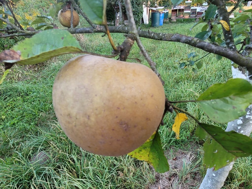 Apfel "Zabergäu Renette"