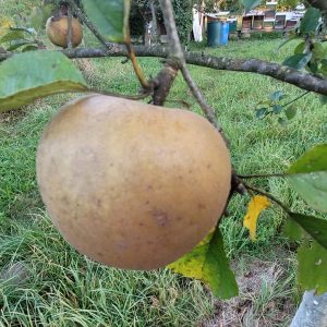 Apfel "Zabergäu Renette"