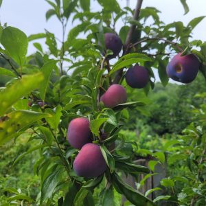 Pflaume "Nectarinenpflaume"