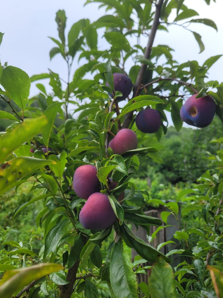 Pflaume "Nectarinenpflaume"