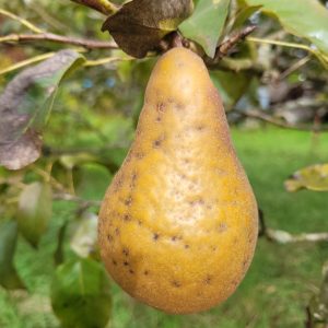 Birne "Boscs Flaschenbirne"