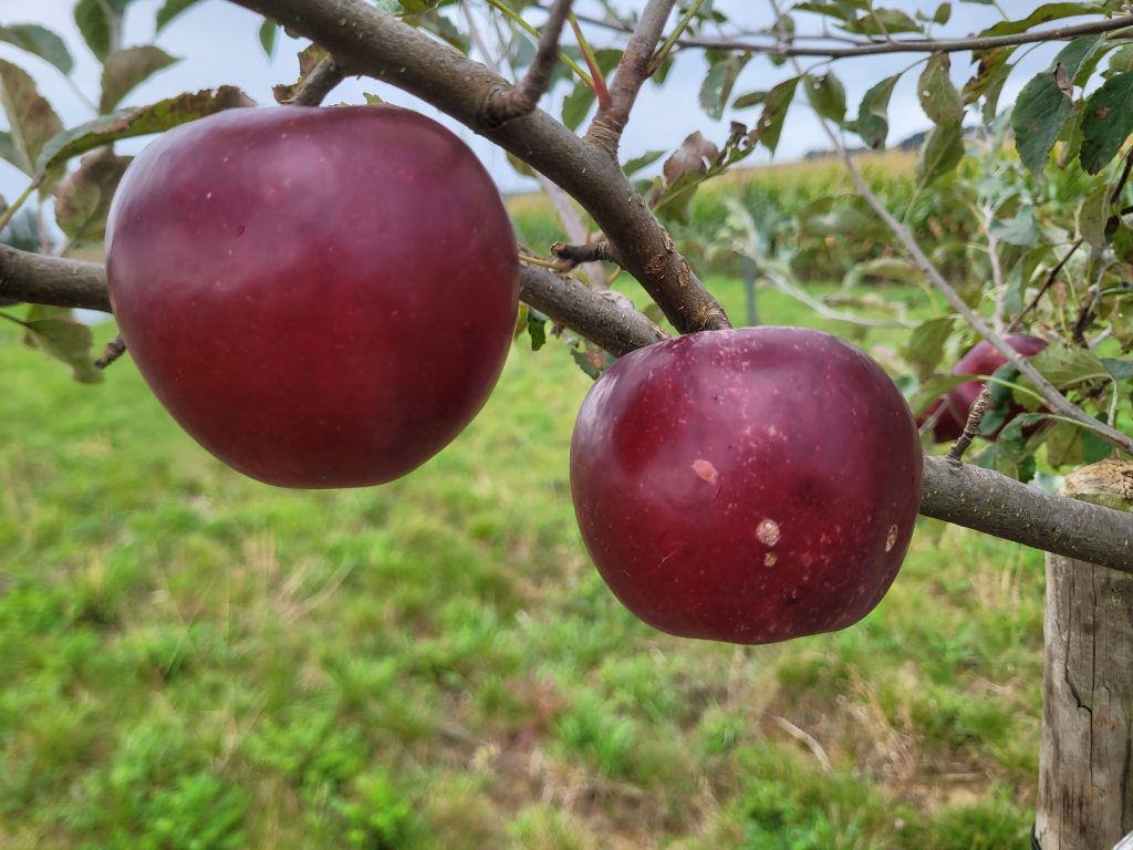 Apfel "Red Devil" (rotfleischig!)