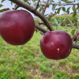 Apfel "Red Devil" (rotfleischig!)