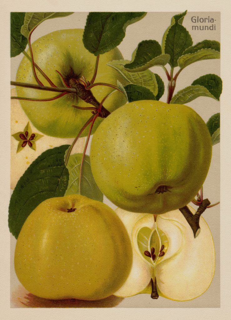 Apfel "Gloria Mundi"