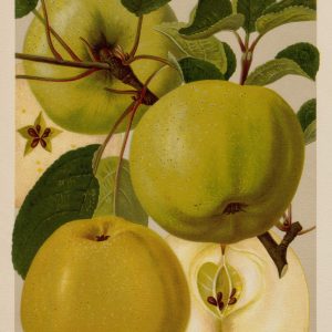 Apfel "Gloria Mundi"