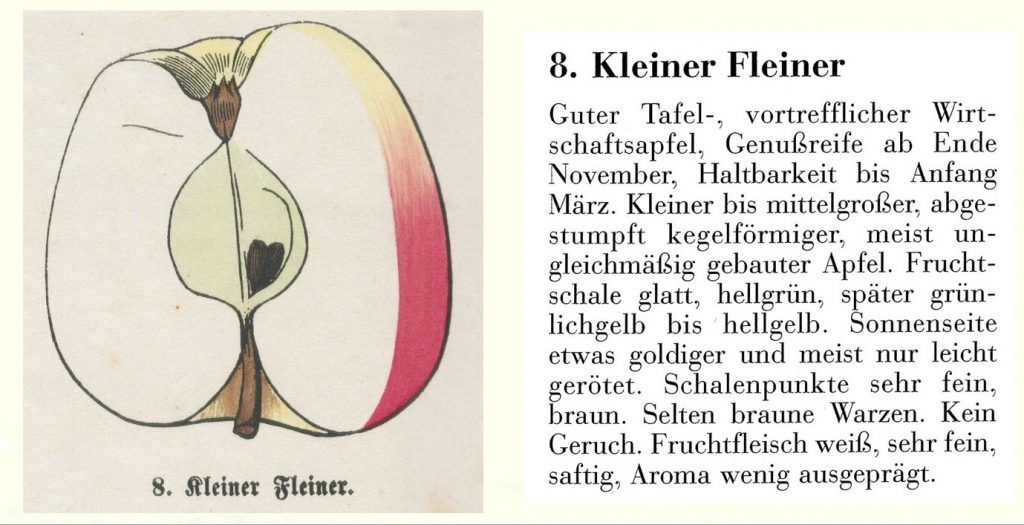 Apfel "Kleiner Fleiner"