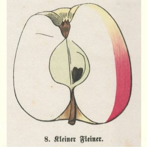 Apfel "Kleiner Fleiner"