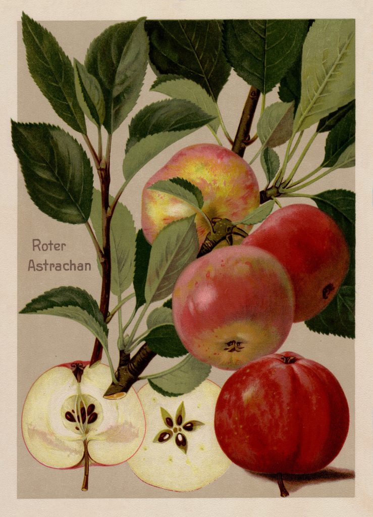 Apfel "Roter Astrachan"