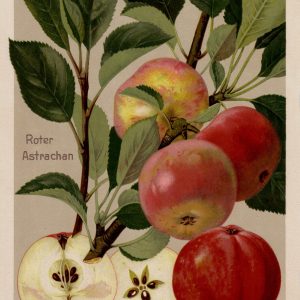 Apfel "Roter Astrachan"