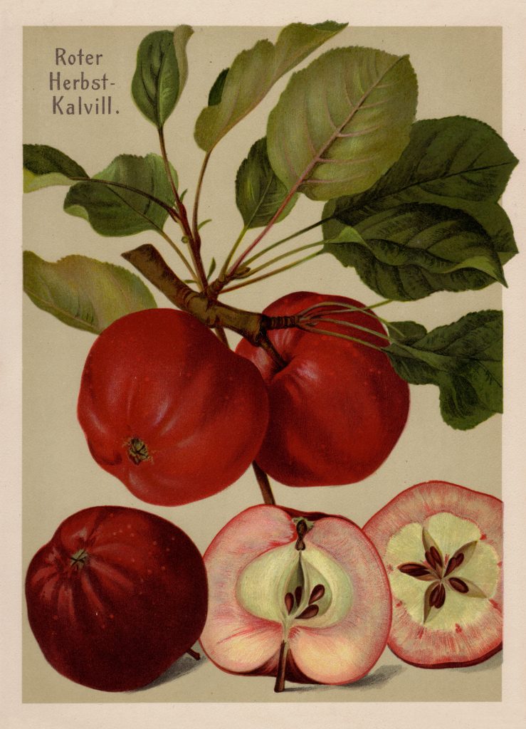 Apfel "Roter Herbstkalville" (rotfleischig!)