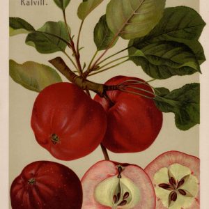 Apfel "Roter Herbstkalville" (rotfleischig!)