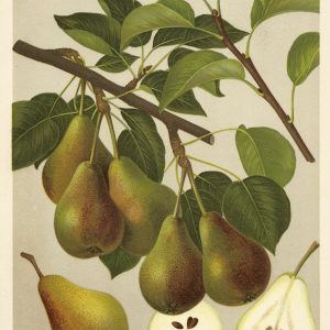 Birne "Stuttgarter Geißhirtle"