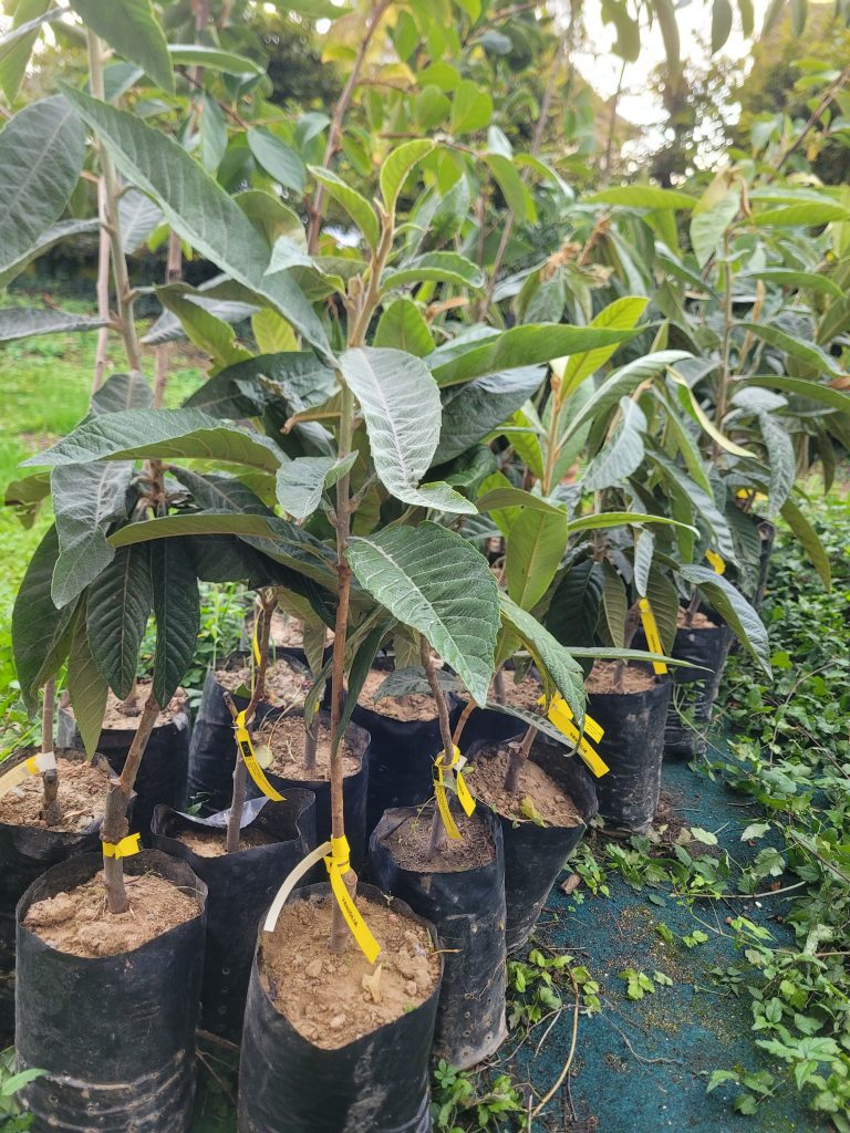 Japanische Wollmispel Loquat "Vaniglia"