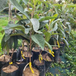 Japanische Wollmispel Loquat "Di Trabia"