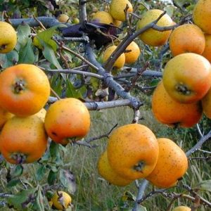 Mexikanischer Weißdorn 'Manzanilla'