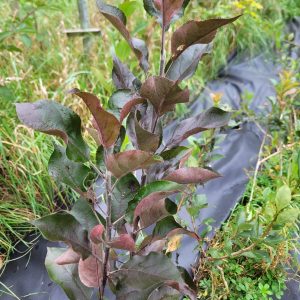 Apfel "Bunter Ajka" (rotfleischig!)