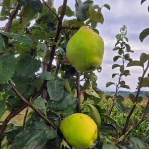 Quitte "Mazedonische Pfundsquitte"