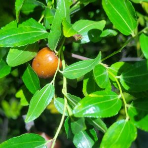 Ziziphus Jujuba Jujube "Tondo"