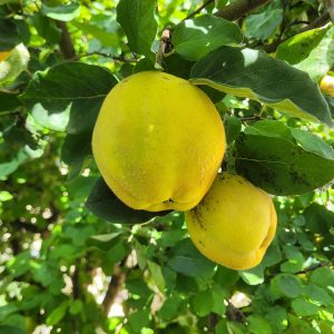 Quitte "Kannenkeller Lauingen"