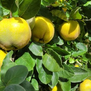 Quitte "Honigquitte"