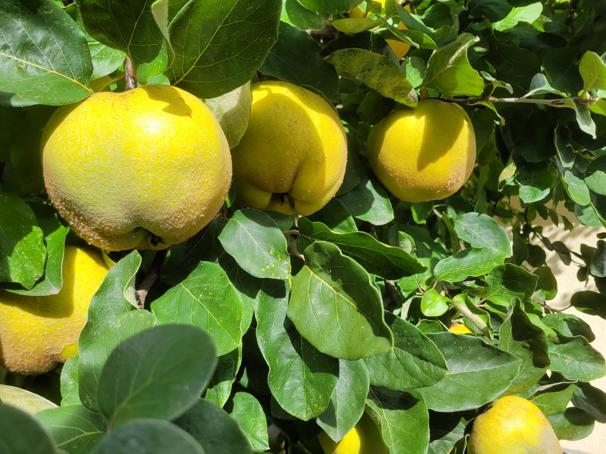 Quitte "Honigquitte"