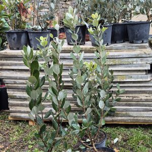 Acca sellowiana Feijoa (Ananas-Guave)