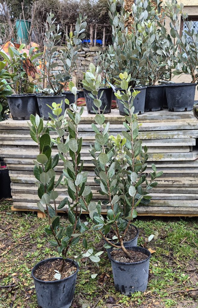 Acca sellowiana Feijoa (Ananas-Guave)