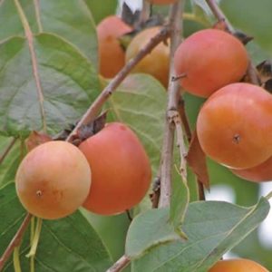 Diospyros virginiana Sämlinge (Amerikanische Persimmone)